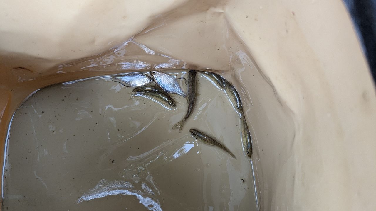 タイリクバラタナゴ