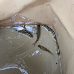 タイリクバラタナゴ