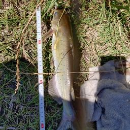 アメリカナマズ