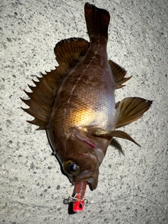 メバルの釣果