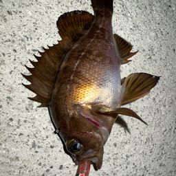 メバル