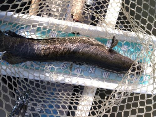 ライギョの釣果