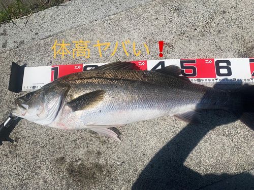 シーバスの釣果