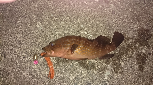 アコウの釣果