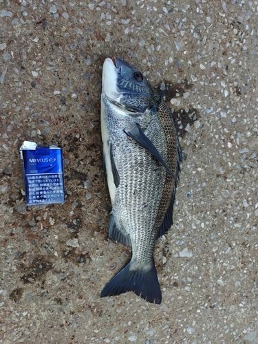 クロダイの釣果