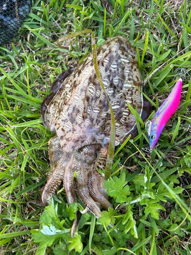 モンゴウイカの釣果