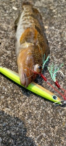 アイナメの釣果