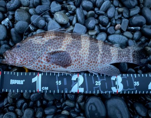 オオモンハタの釣果