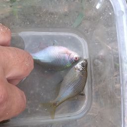 タイリクバラタナゴ