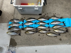 イサキの釣果