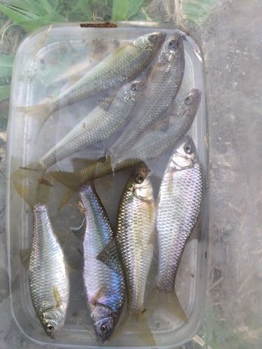 マタナゴの釣果