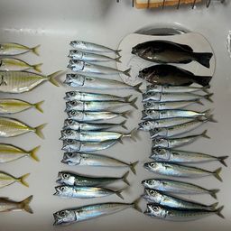 マサバ