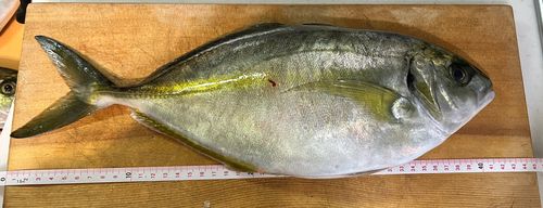 シマアジの釣果