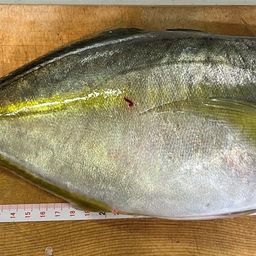 シマアジ