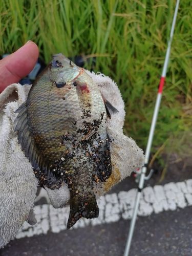 アメリカナマズの釣果