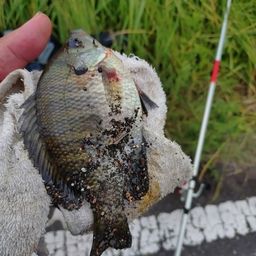 アメリカナマズ