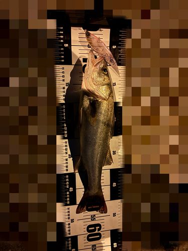スズキの釣果