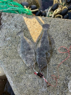 ヒラメの釣果