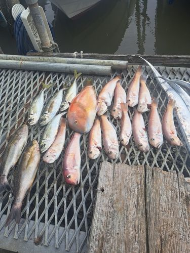 シロアマダイの釣果