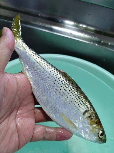 コノシロの釣果