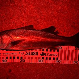 フッコ（マルスズキ）