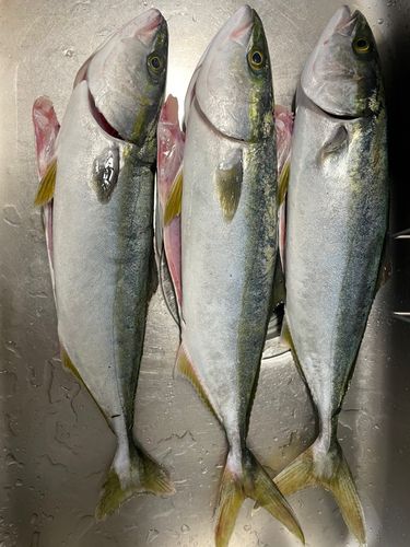 ヤズの釣果
