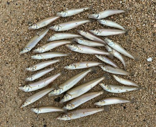 シロギスの釣果