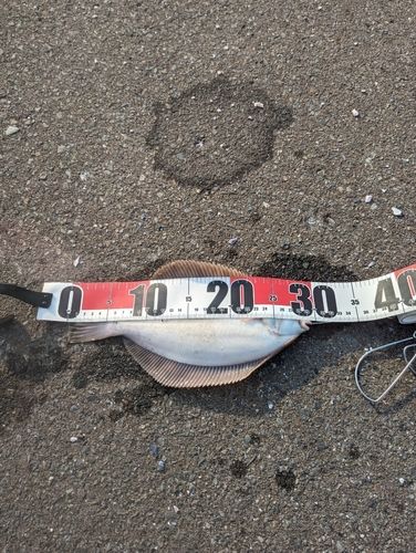 マコガレイの釣果