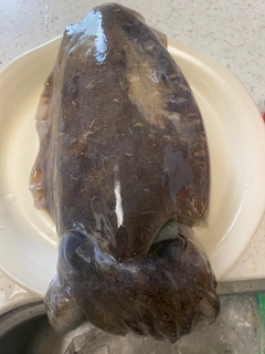 コウイカの釣果