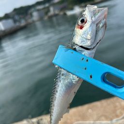 サバ