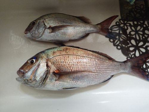 マダイの釣果