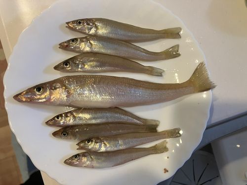 キスの釣果