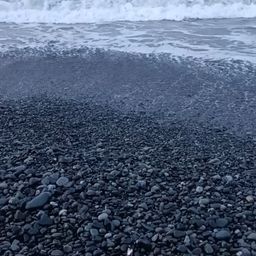 カタクチイワシ