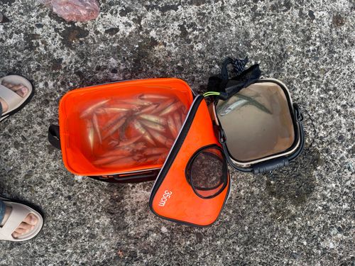 サバの釣果