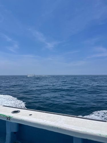 ハナダイの釣果