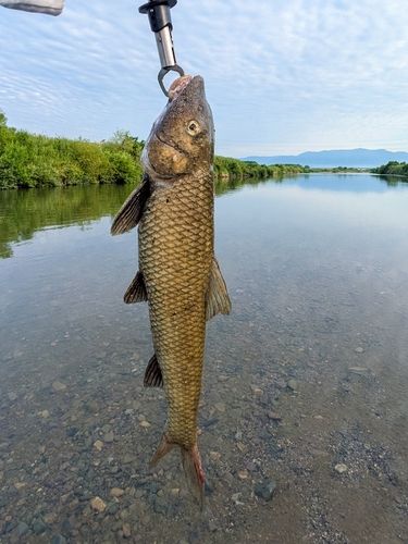 ニゴイの釣果