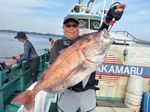マダイの釣果