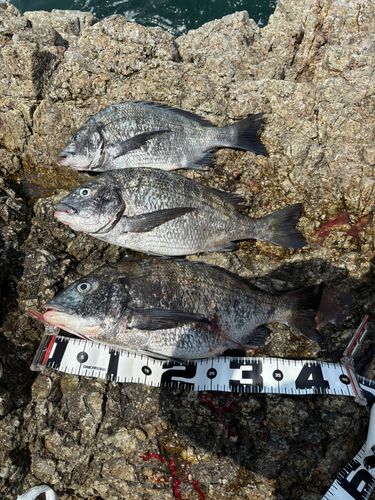 クロダイの釣果