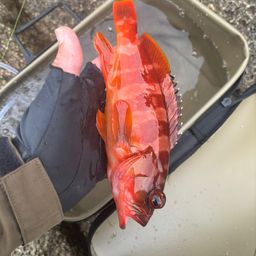 アカハタ