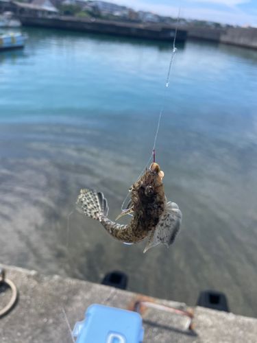 ネズミゴチの釣果