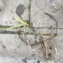 テナガエビ