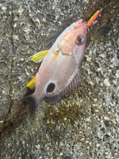 クロホシフエダイの釣果
