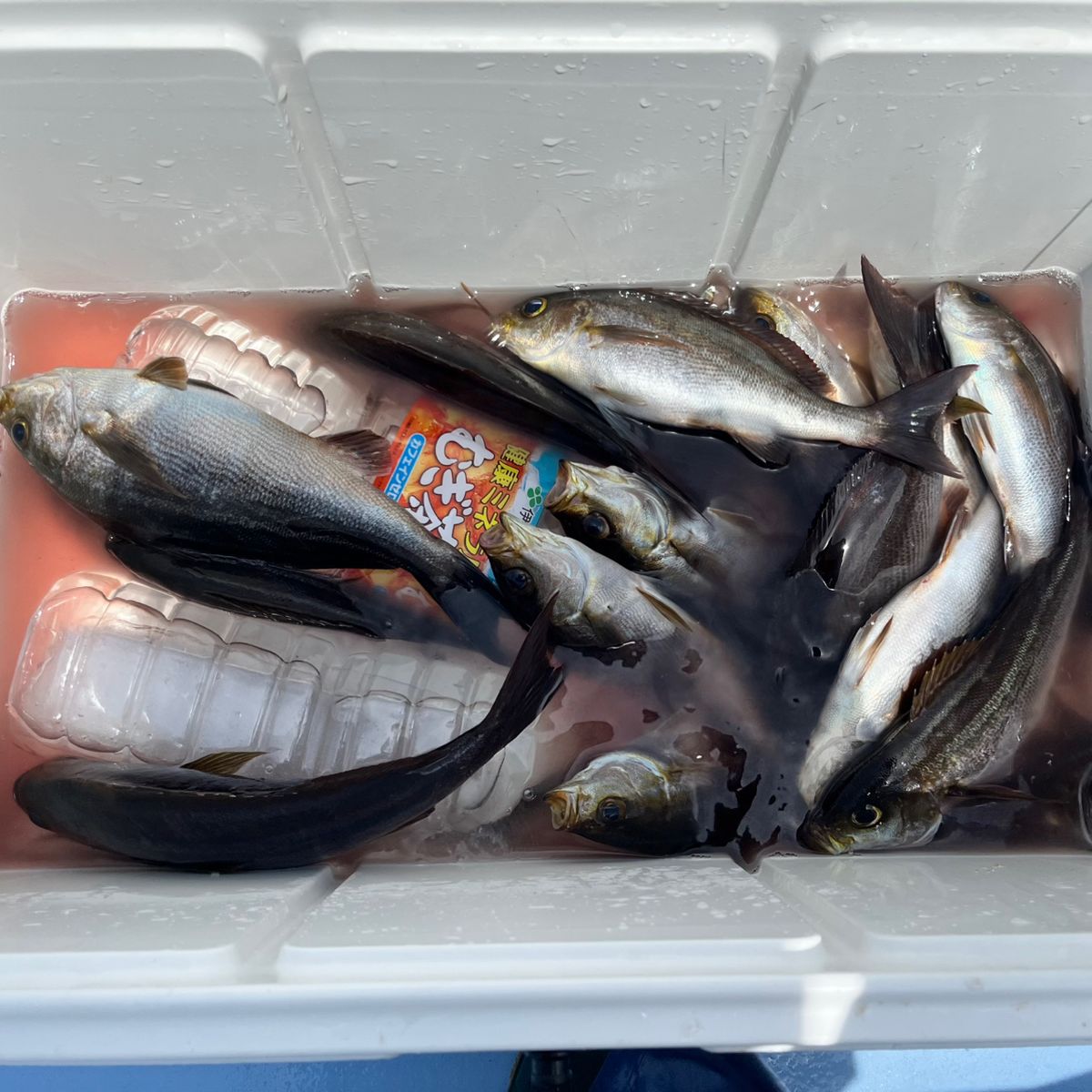 oreostarさんの釣果 1枚目の画像