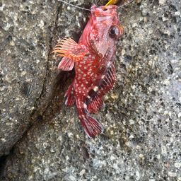 カサゴ