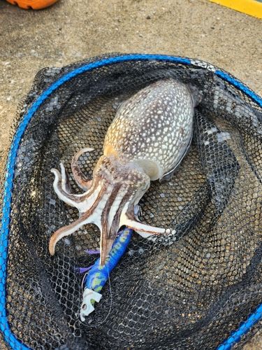 シリヤケイカの釣果