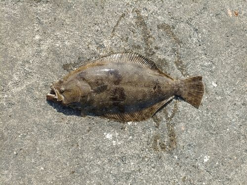 ヒラメの釣果