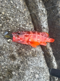 アカハタの釣果