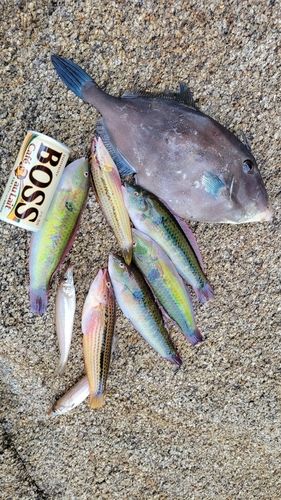 ベラの釣果