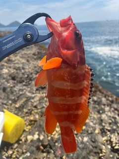 アカハタの釣果