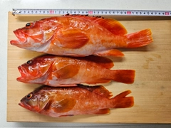 アカハタの釣果